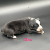 Elsa - Image 4
