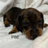 PB2 - Image 4