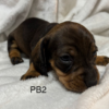 PB2 - Image 2