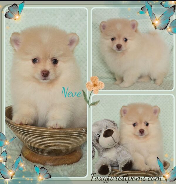 Neve - Image 7