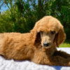 Trixie - Image 2