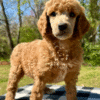 Trixie - Image 4